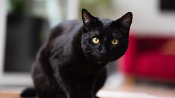 why black cats are awesome
