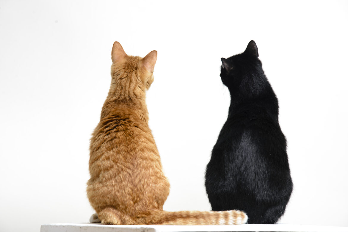 Does my cat need a friend?