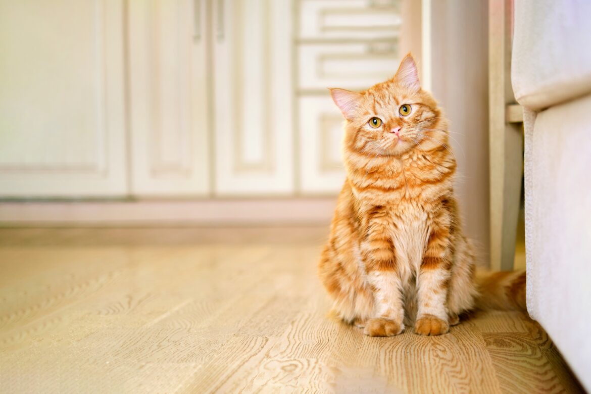 do cats know their names