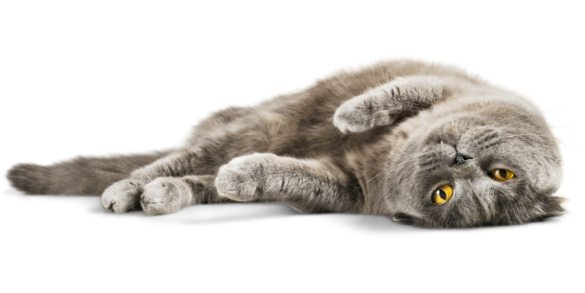 quotes about cats