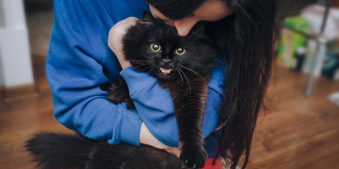 do cats understand kisses?