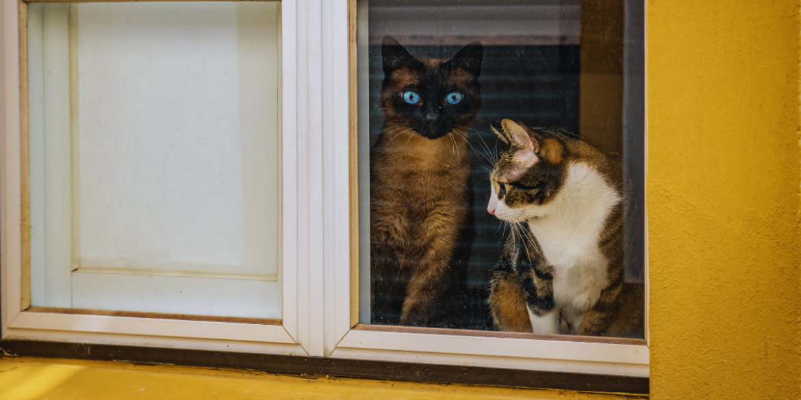 do cats wait for their owners to come home