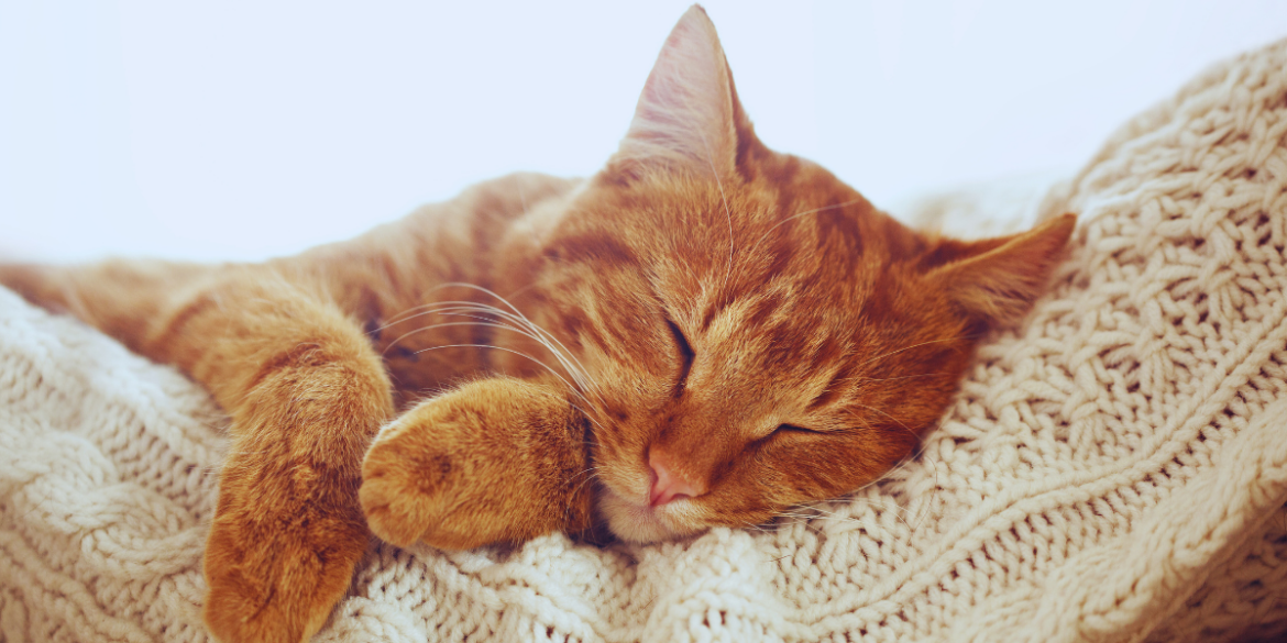 why do cats sleep so much